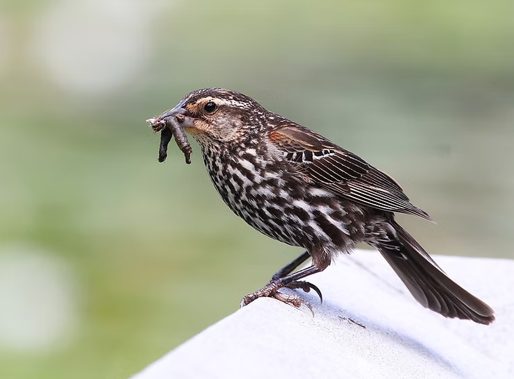 a female red-winged blackbird bird perched, holding a caterpillar in its beak against a blurred green background.
