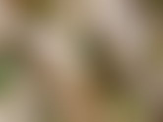 A green and brown grasshopper clings to a vertical stalk amid dry grass. Bright sunlight highlights its detailed body and antennae.