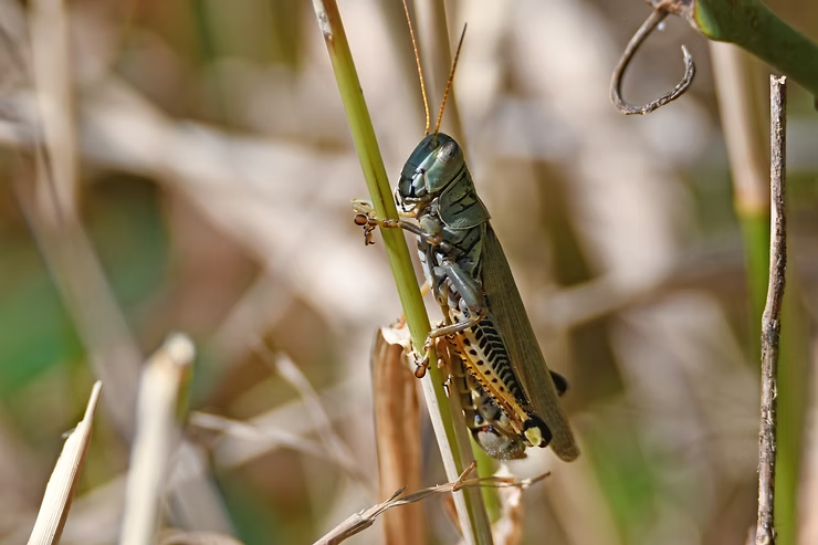 A green and brown grasshopper clings to a vertical stalk amid dry grass. Bright sunlight highlights its detailed body and antennae.
