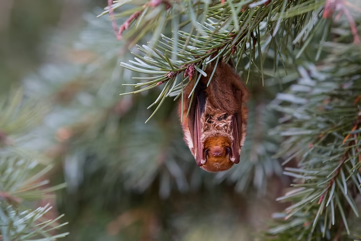 A brown bat hangs upside down from a pine branch, surrounded by green needles. The setting is natural, conveying a calm mood.