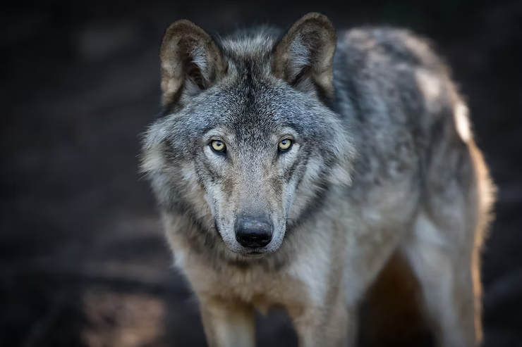 A lone wolf dimly lit with a gray fur coat stands alert. Its piercing eyes gaze directly ahead. Background is blurred, dark and grey.