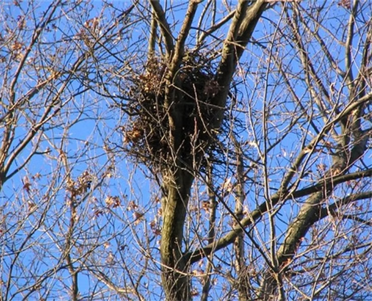 A large nest is perched on bare tree branches against a clear blue sky. The branches are sparse, with a few remaining leaves.