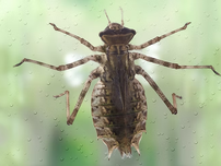 Close-up of an dragonfly nymph on a dewy glass pane against a blurred green background. The exoskeleton is brown with intricate details.