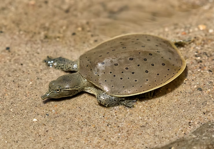 A young softshell turtle with a dotted shell rests on sandy ground near water. Its shell is tan, blending with the surroundings.