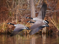 Three Canada geese fly over a calm pond, surrounded by autumnal trees and grass, showcasing brown and grey colors, creating a serene mood.