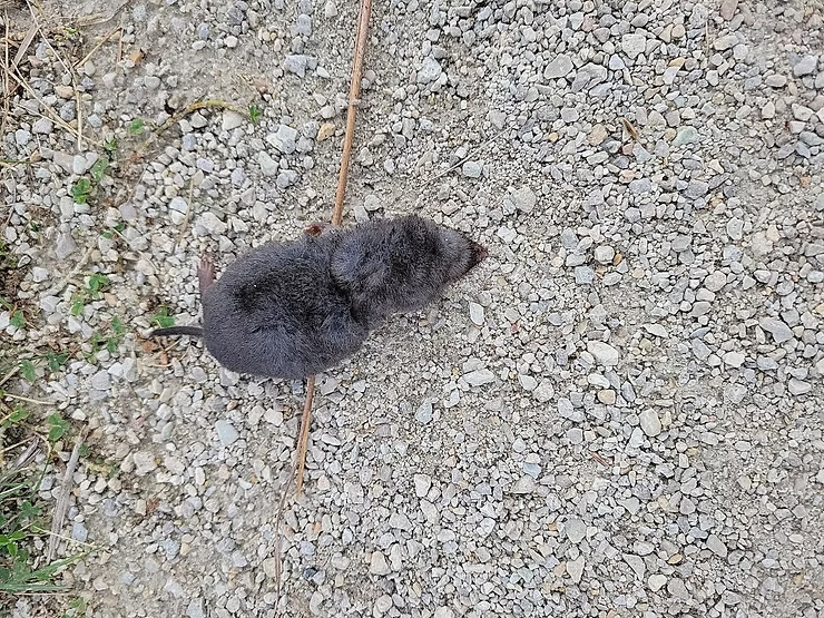 A small, dark gray shrew lies on a rocky path with sparse grass. The background is composed of small gravel stones in neutral tones.