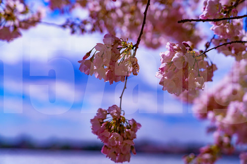 開花宣言-Cherry blossoms are blooming- 開花宣言-Cherry blossoms are blooming- 開花宣言-Cherry blossoms