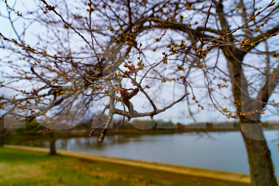 Thumbnail: DC Cherry Blossoms, Bridge