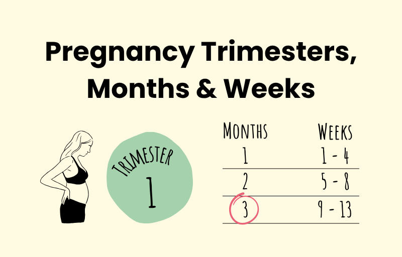 Pregnancy trimesters, months and weeks with month 3 being circled.