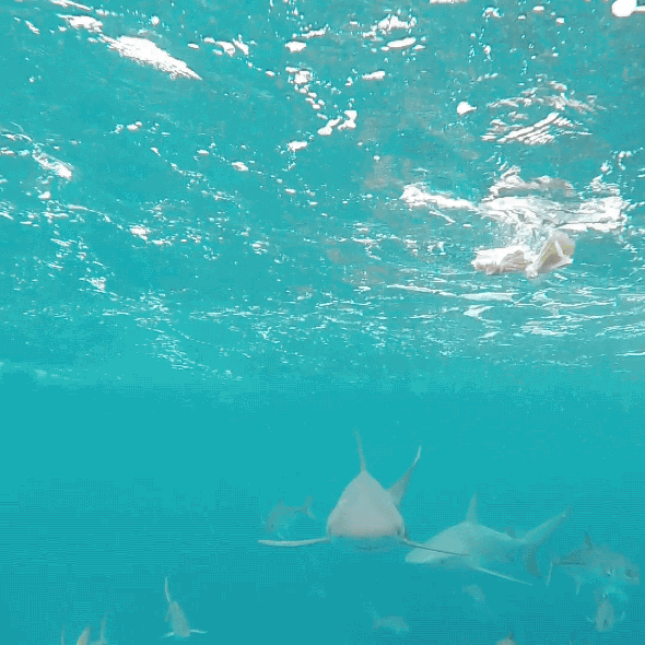 1467852127-TheShallows_Special_Shoot_Sha