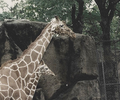 Giraffes.jpg