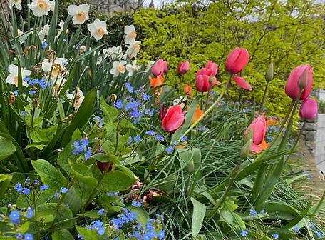 DublinTulip (1).jpeg