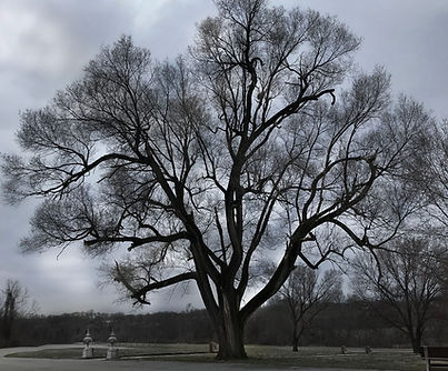 Treescape.jpg