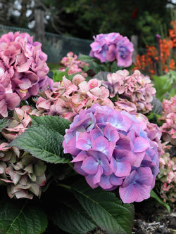 heavenly hydrangea
