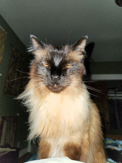 "Cat karaoke"