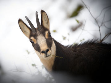 Gämse fotografiert von Lukas Christanell