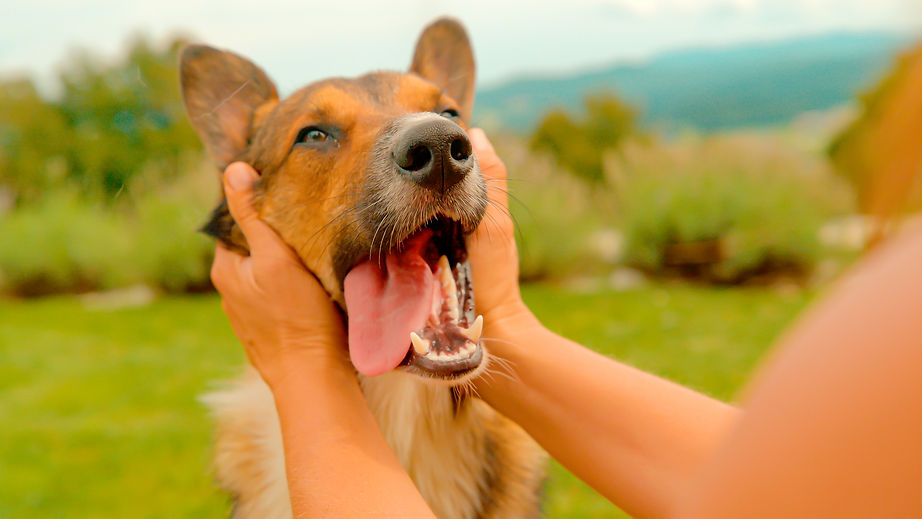 CLOSE UP_ Human hands massage and caress head of a cute brown mixed breed dog. Doggo enjoy