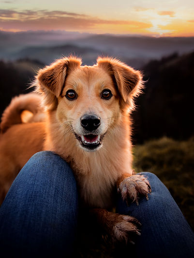 Happy dog at sunset on the hill, stands
