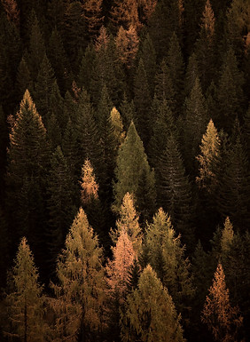 aerial photography of pine trees_edited_
