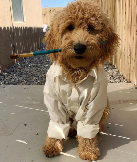Goldendoodle dressed in a white shirt holding a brush in its mouth