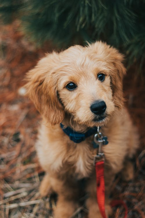 A puppy wearing a red collar