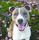 Photographed this beautiful dog named Dolly for a volunteer run initiative called PixelPaw