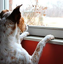 perro-ventana-825x510.jpg