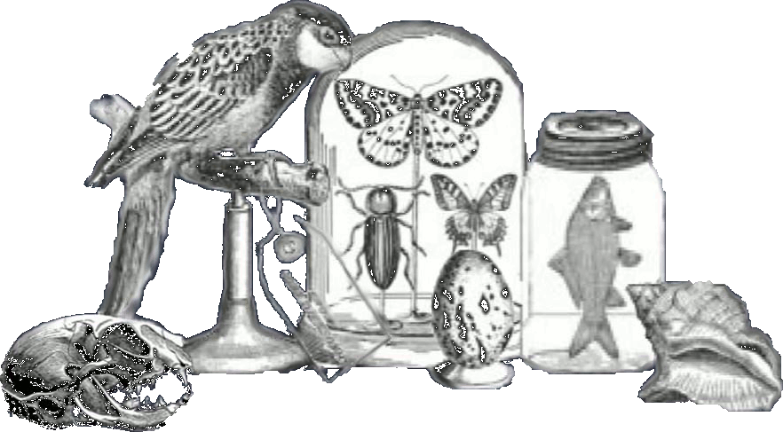 logo.gif