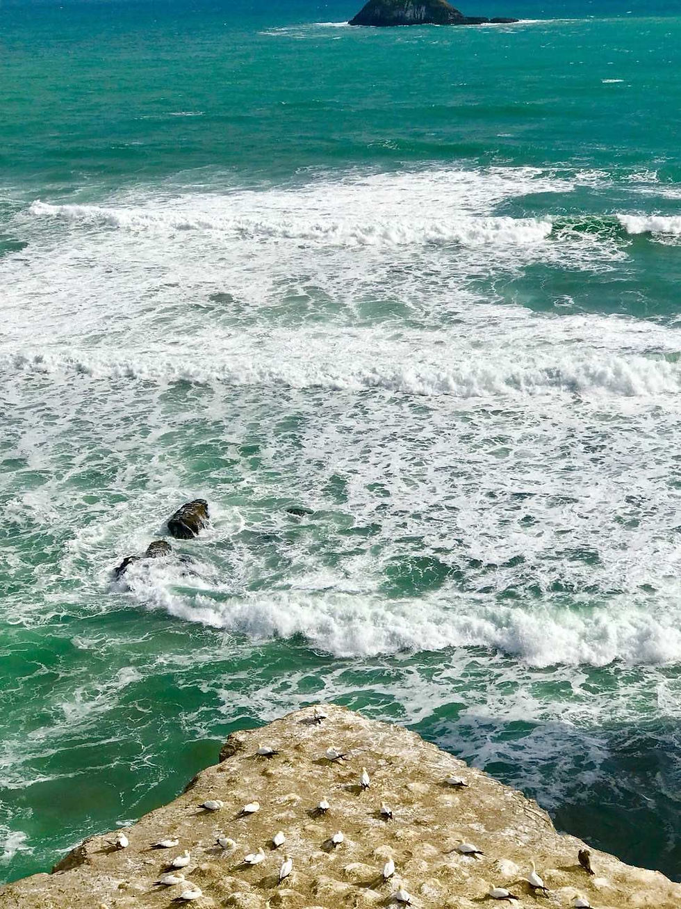 Bird Island