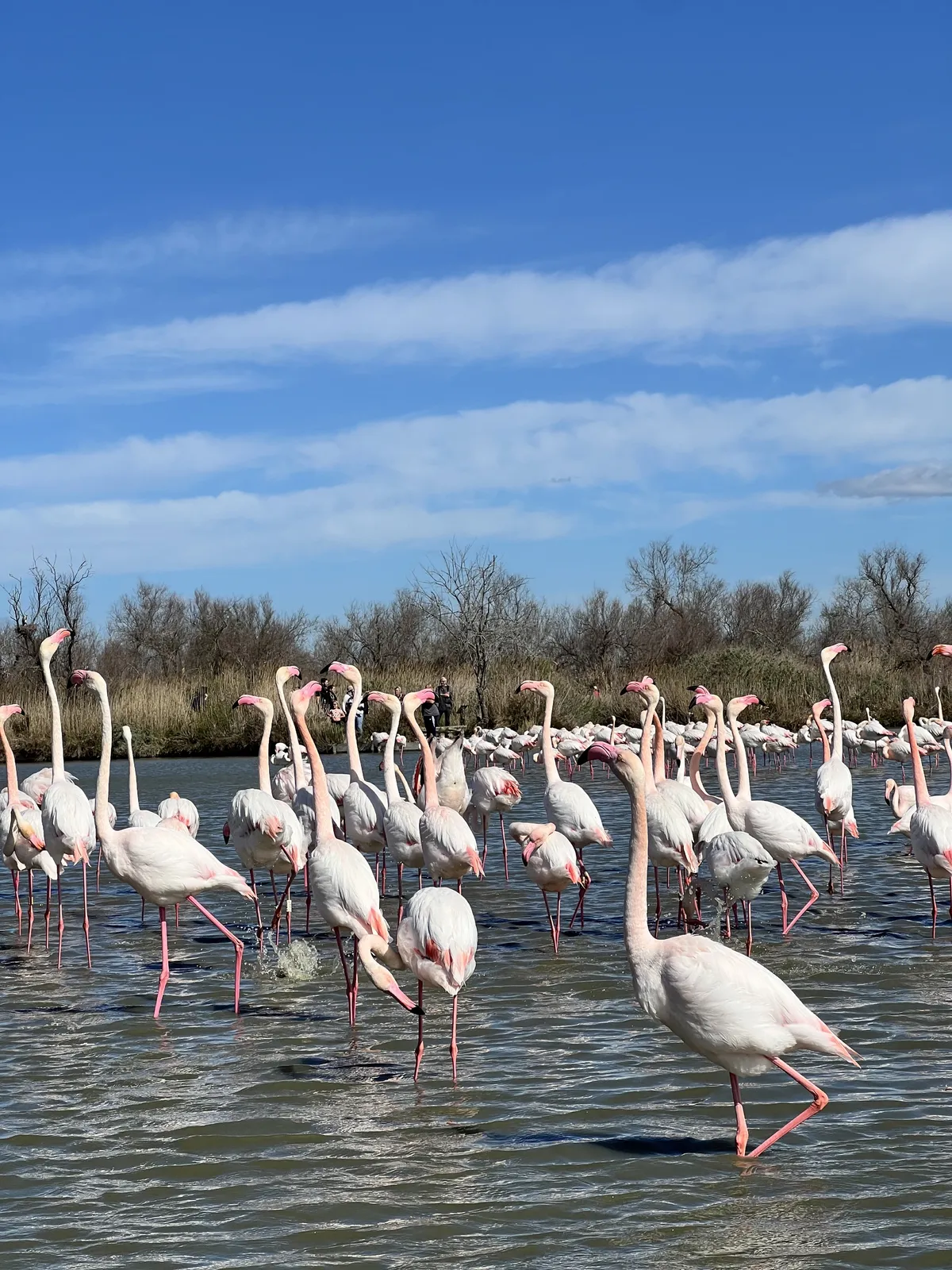 Stado flamingów brodzących w płytkiej wodzie Camargue, z wyciągniętymi szyjami i różowymi piórami kontrastującymi z błękitnym niebem.