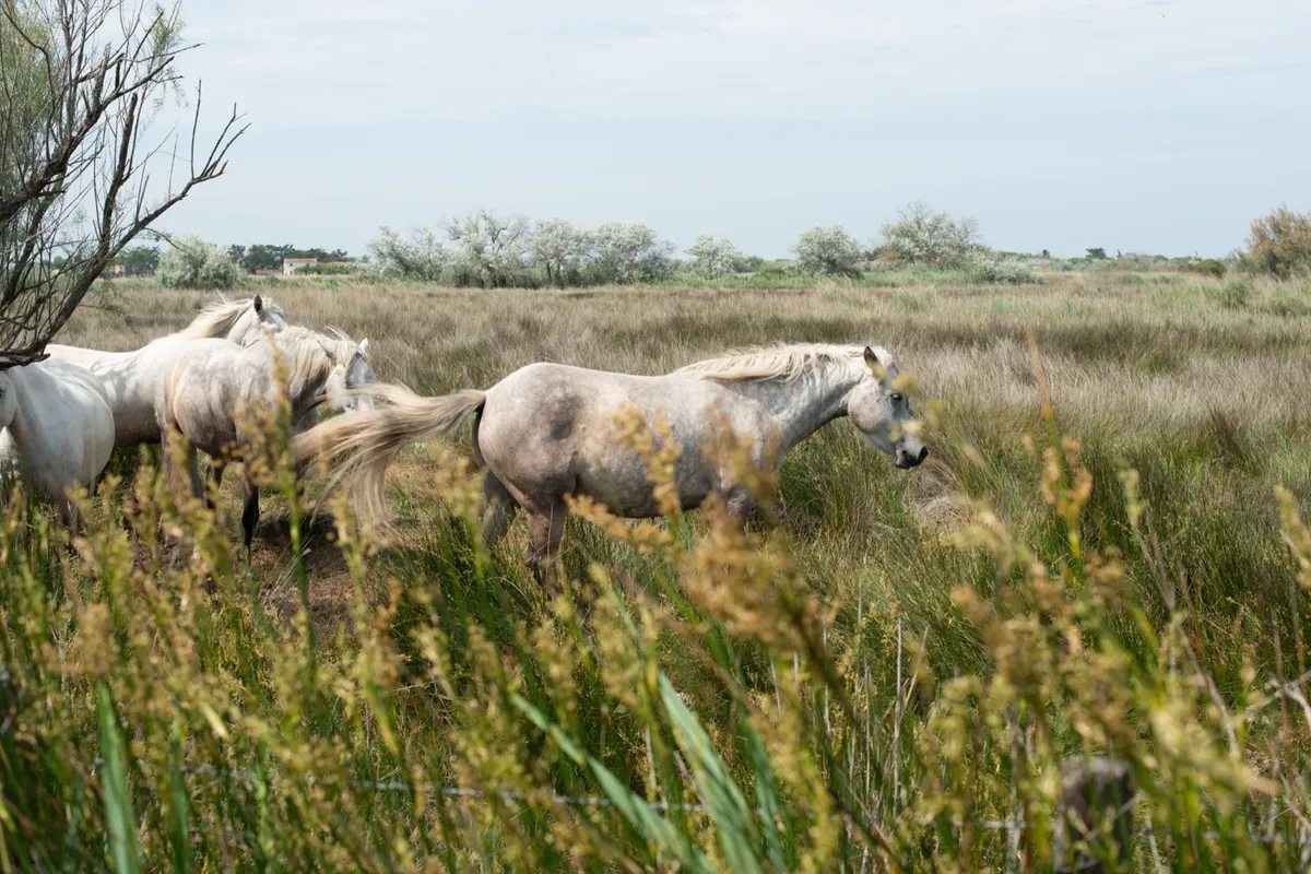 Białe konie Camargue – Symbol regionu, swobodnie pasące się na podmokłych terenach. Te półdzikie konie są częścią tradycji Camargue i od wieków towarzyszą gardianom, lokalnym pasterzom.
