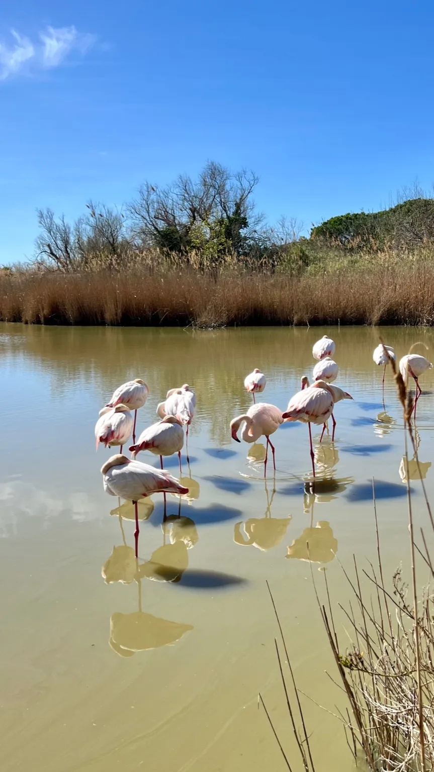 Grupa flamingów brodzących w spokojnych wodach laguny, otoczonych trzcinami, pod błękitnym niebem Camargue.