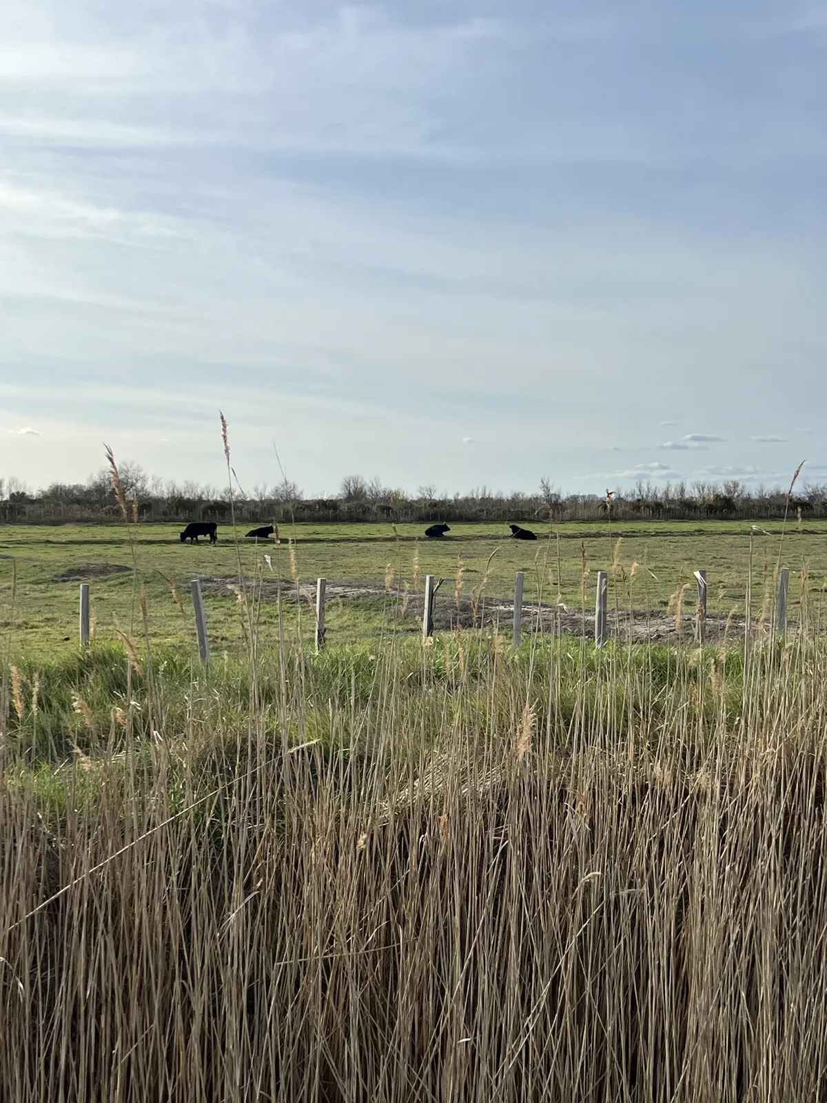 Czarne byki na pastwisku – Camargue słynie z hodowli byków rasy Camargue, które są wykorzystywane w tradycyjnych rozgrywkach, takich jak course camarguaise. Ich ciemne sylwetki kontrastują z zielonymi łąkami delty Rodanu.