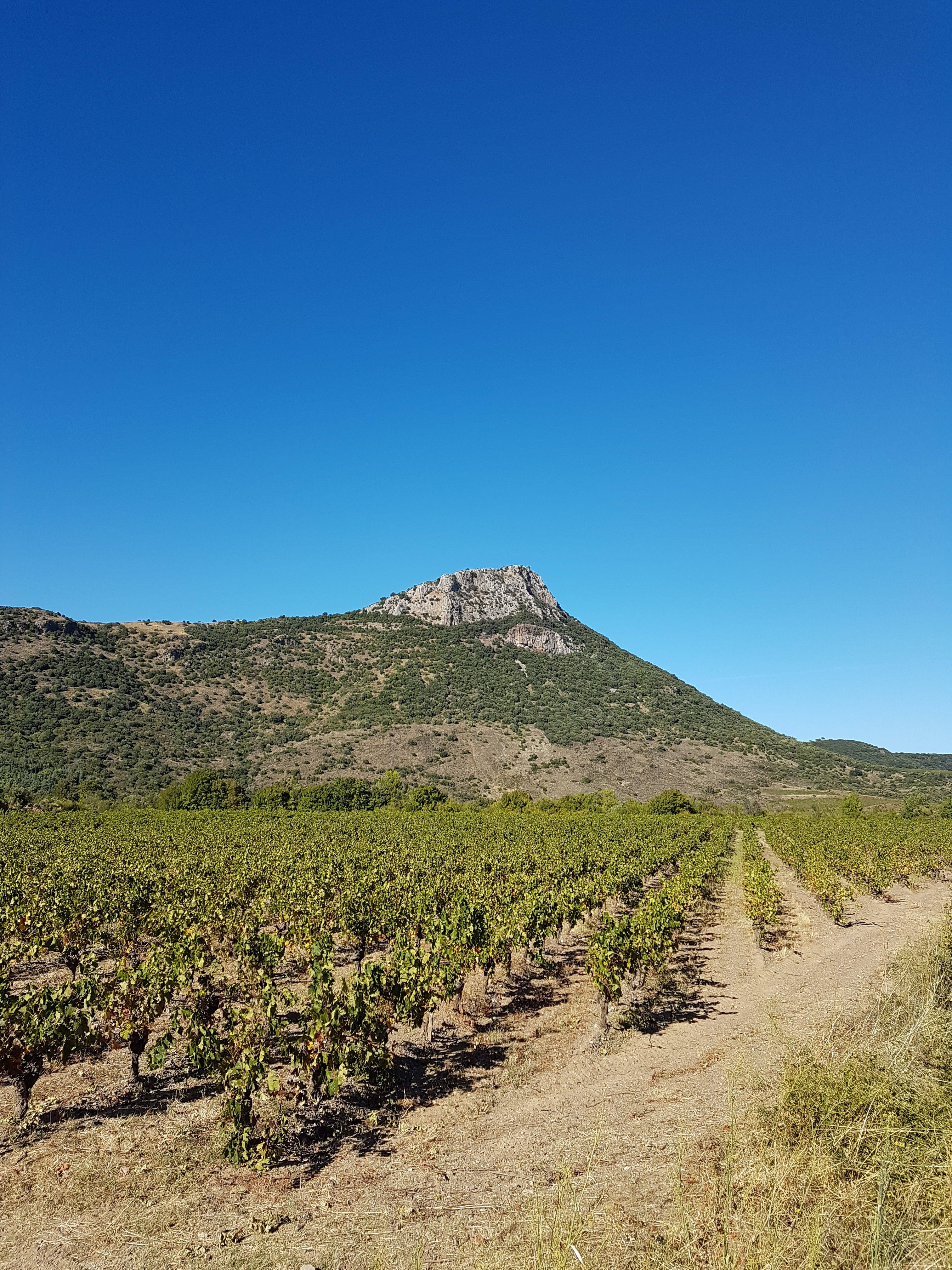 Vignes