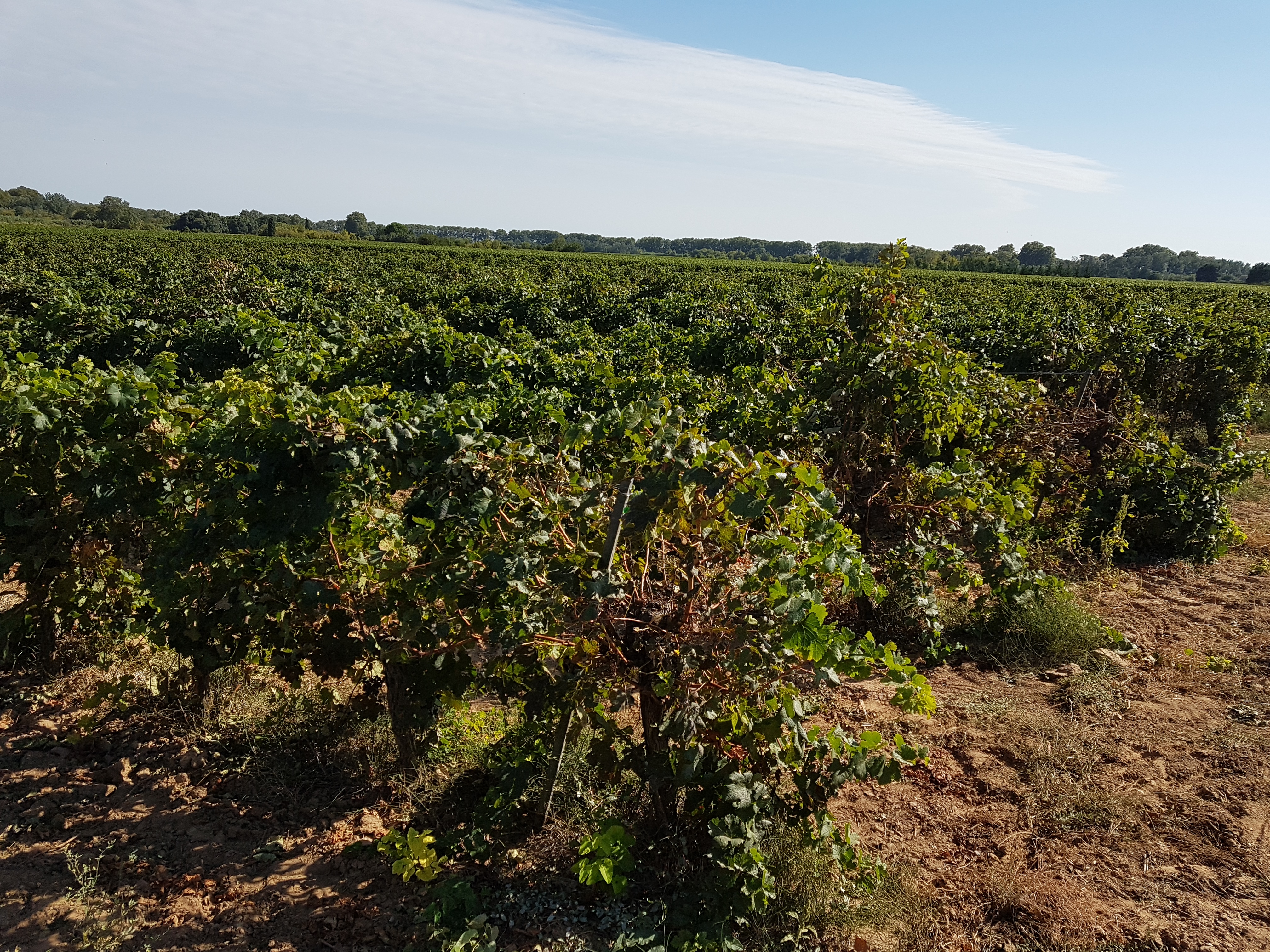 Vignes