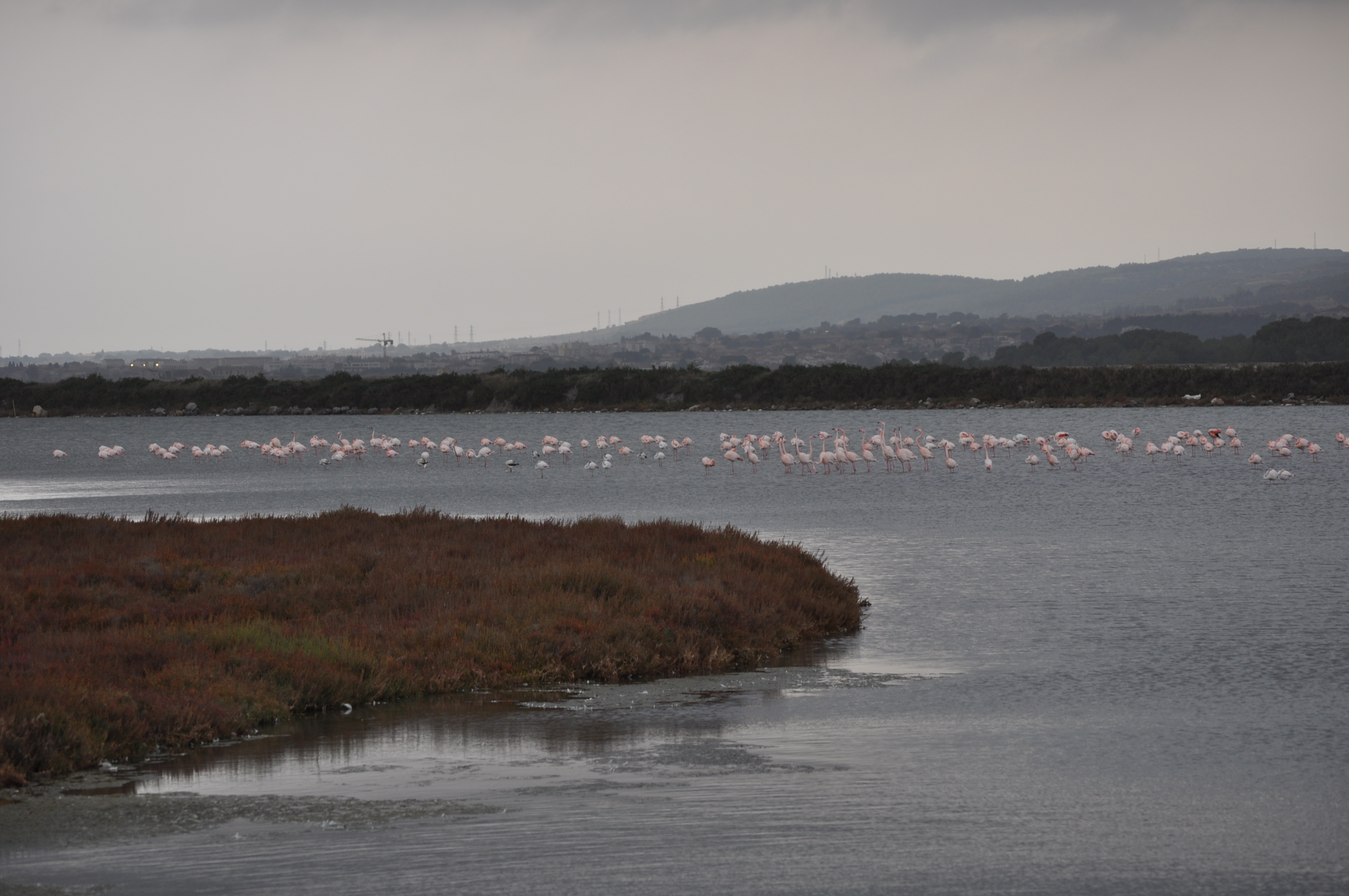 Les Flamants à Frontignan