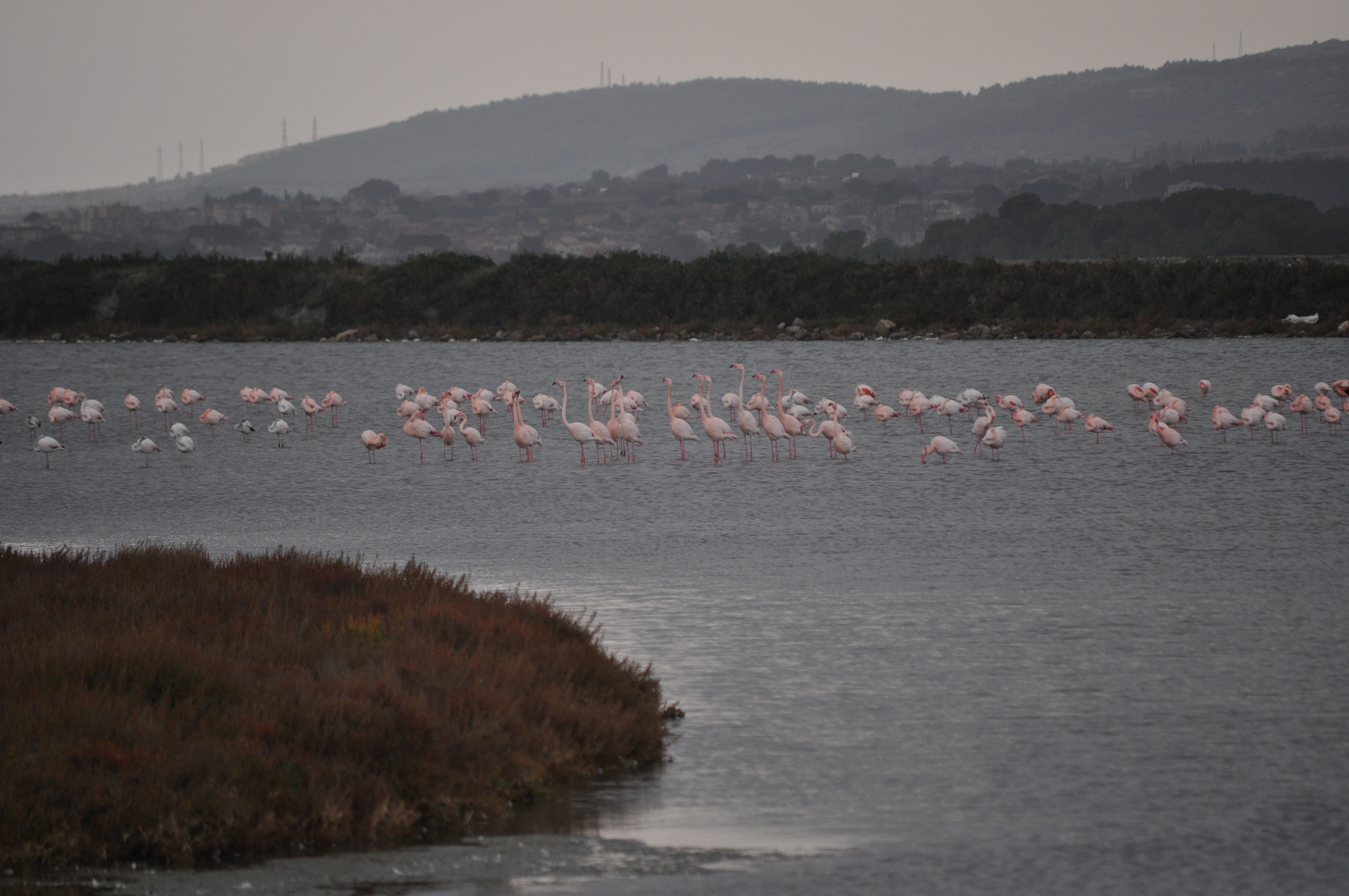Les flamants à Frontignan