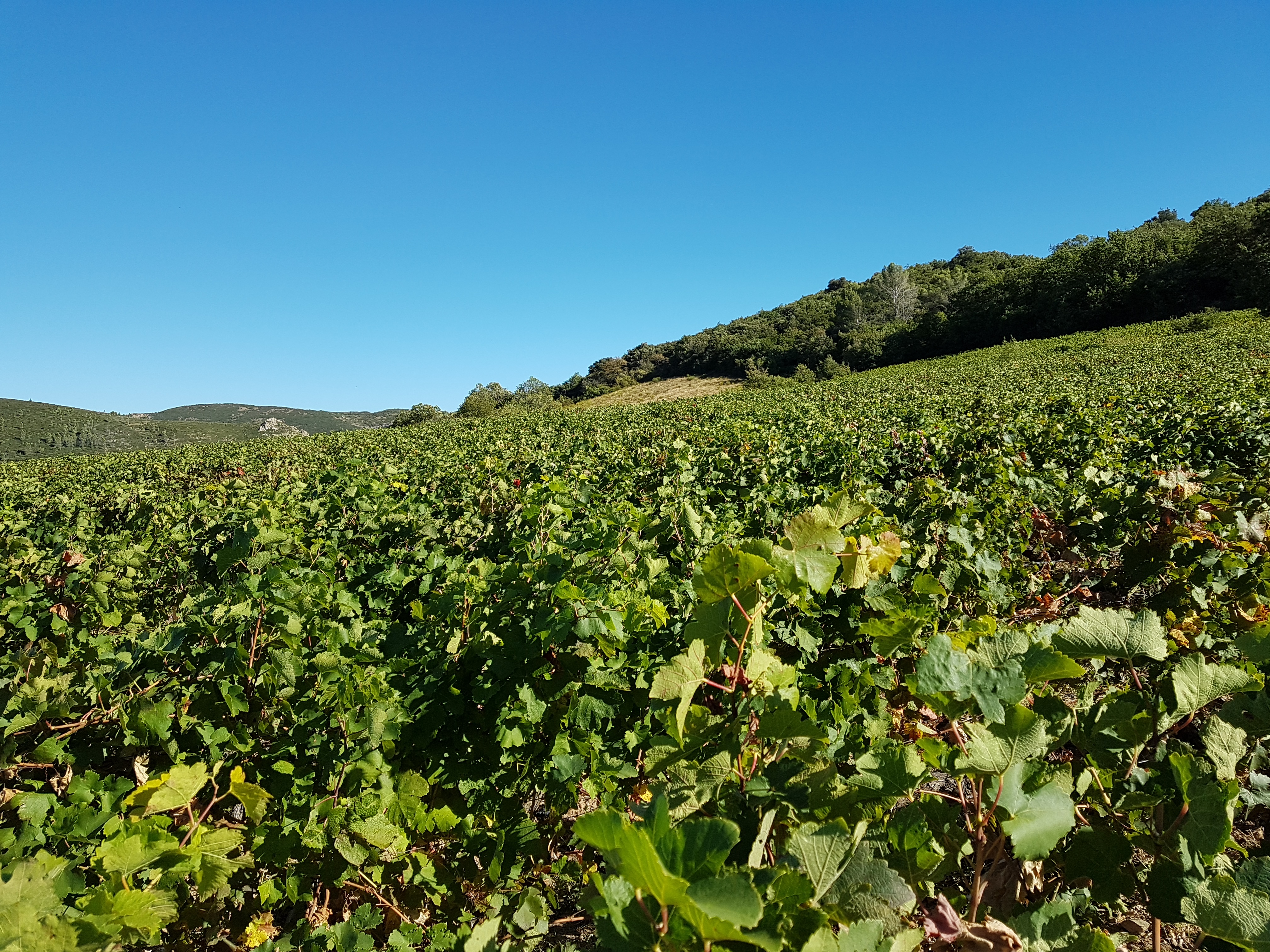 Vignes