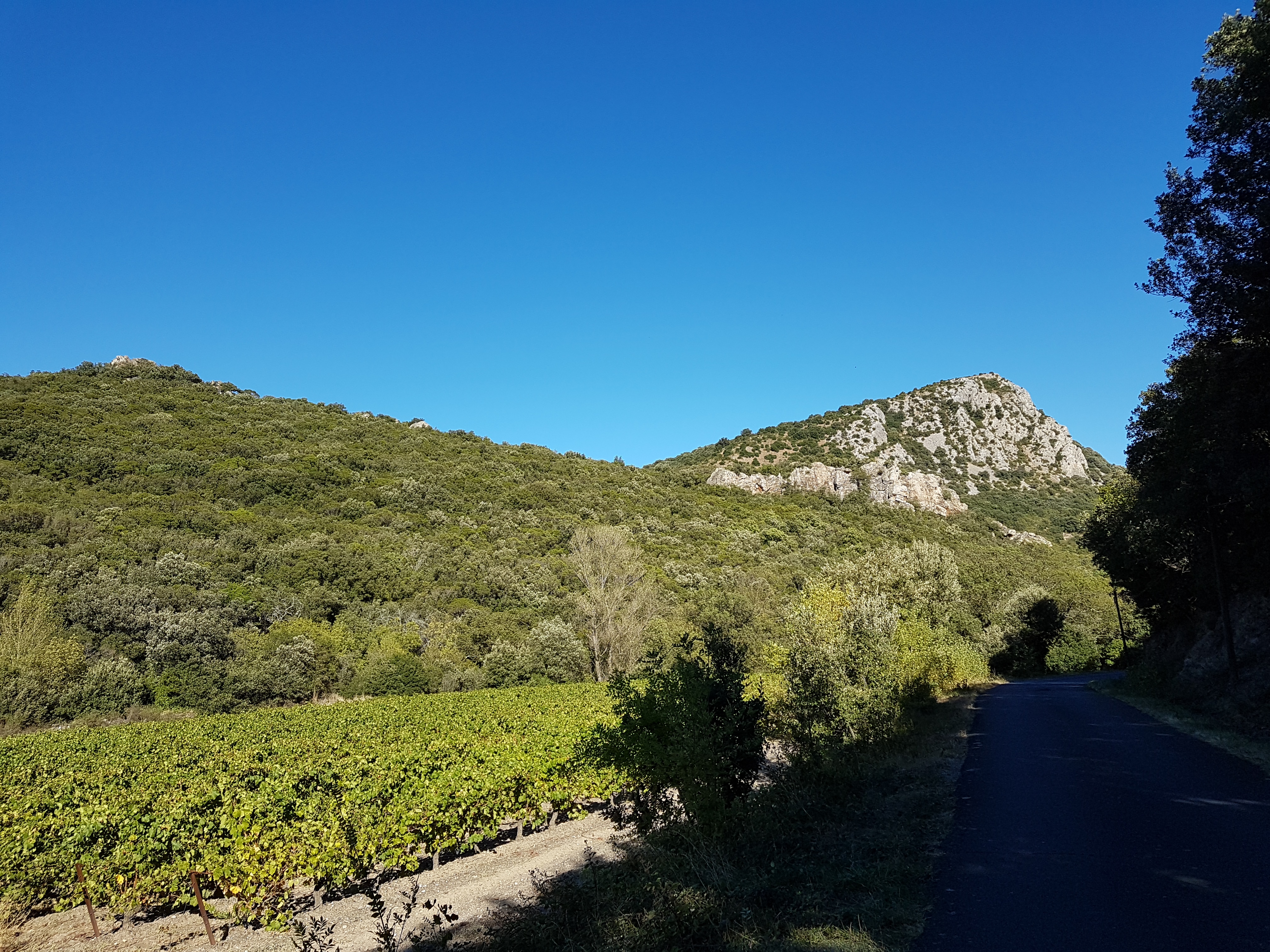 Vignes