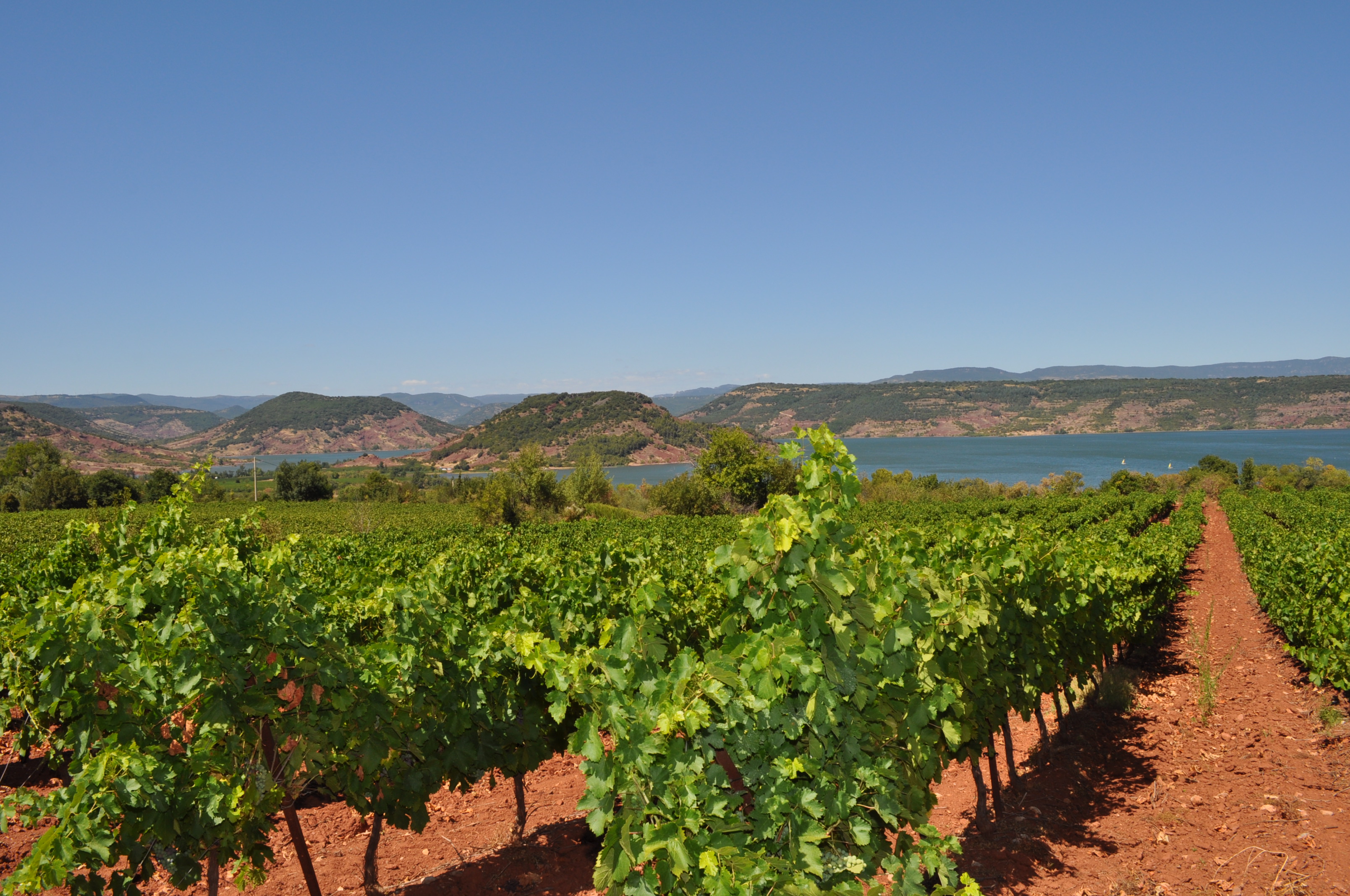 Vignes