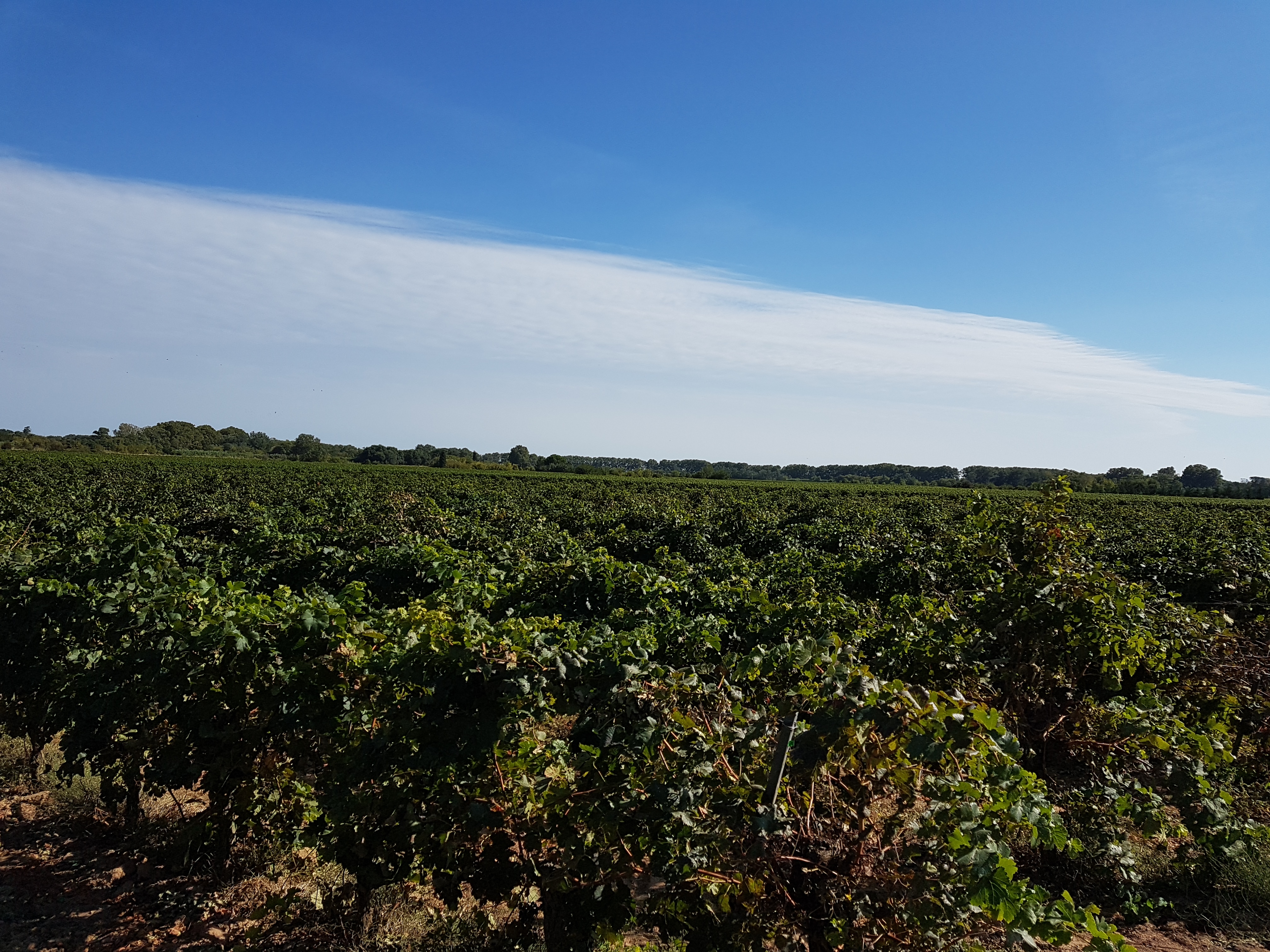 Vignes