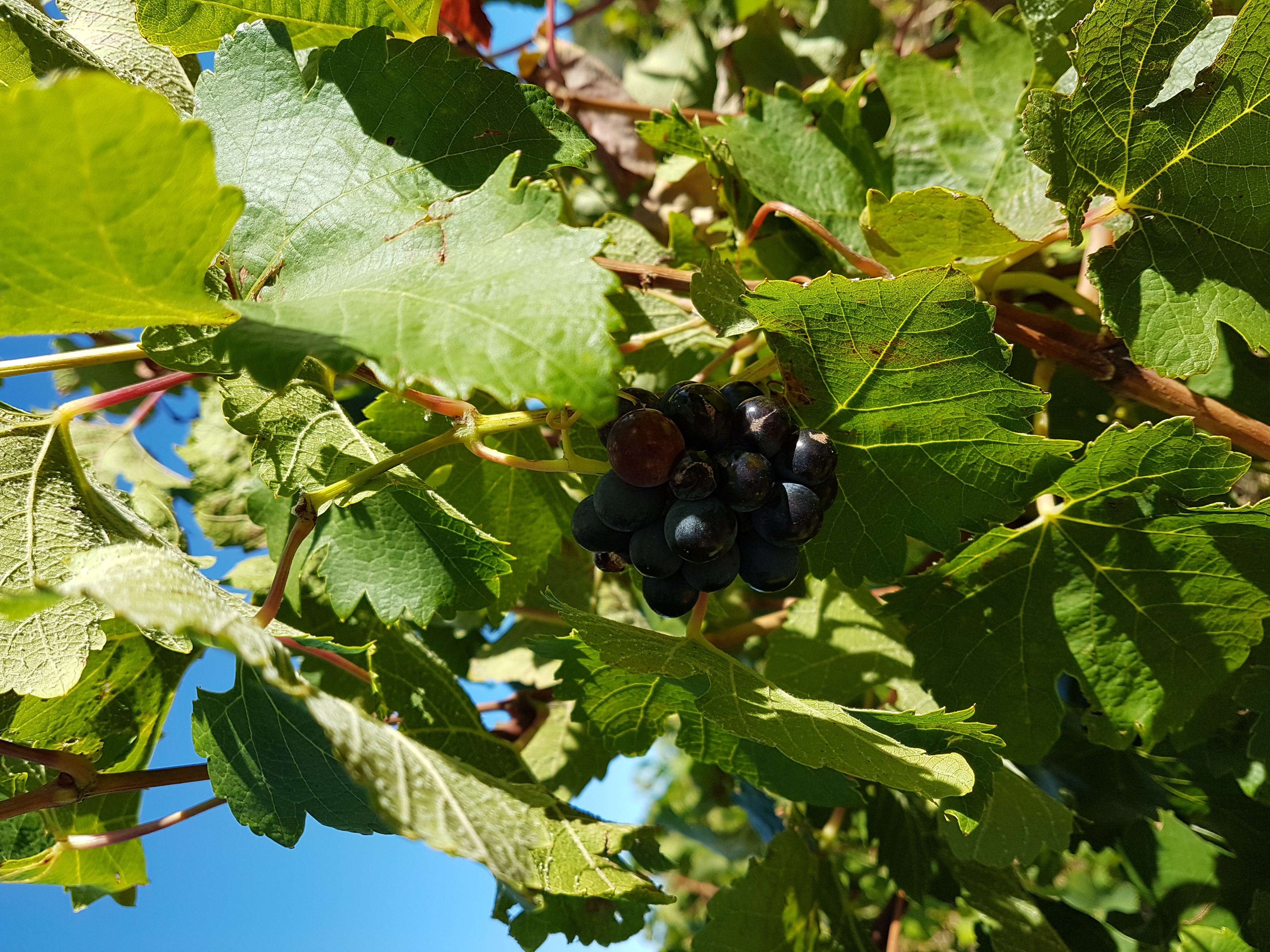 Vignes