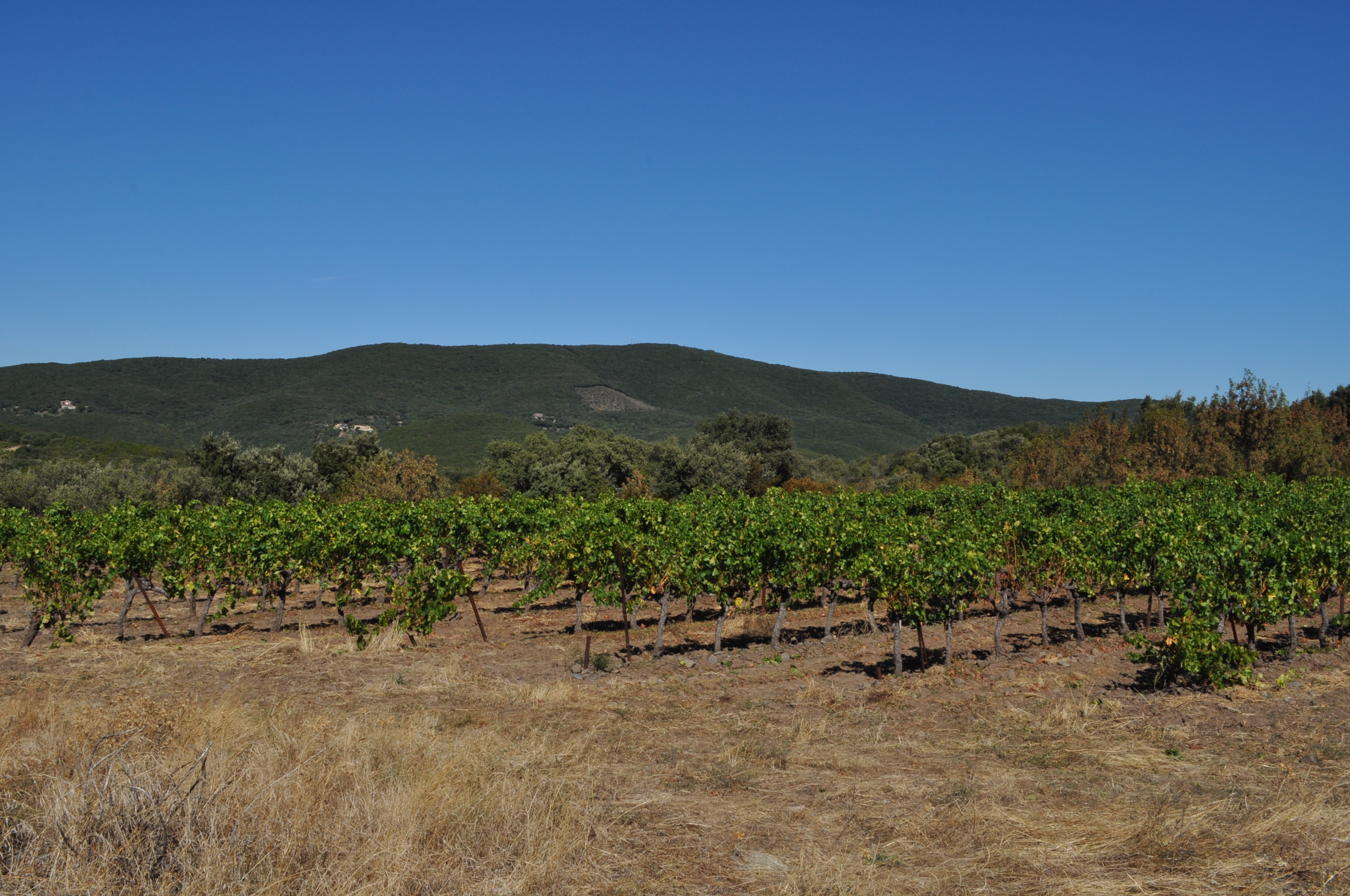 Vignes