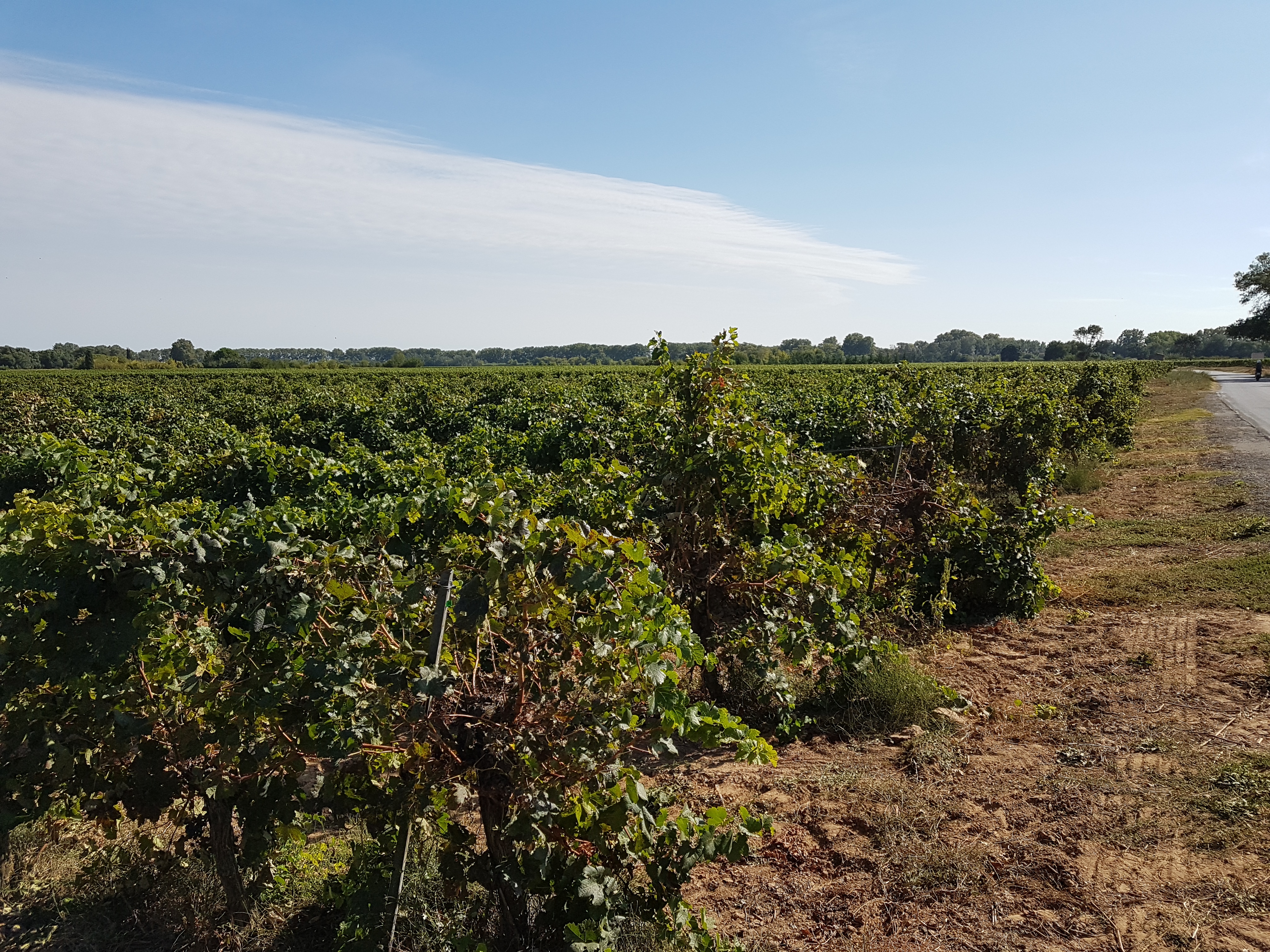 Vignes