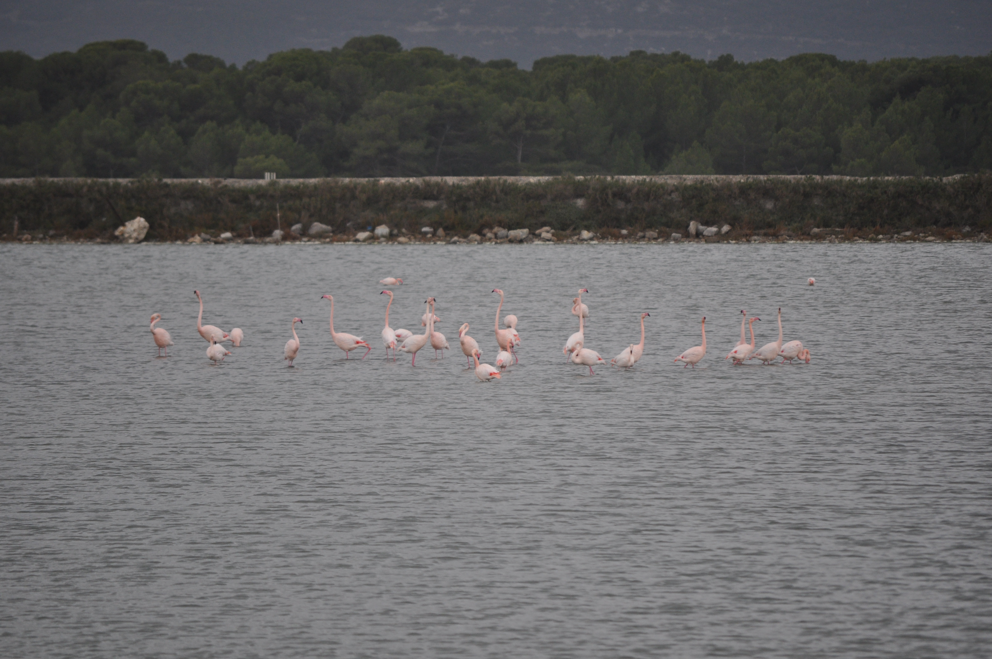 Les flamants à Frontignan