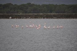 Les flamants à Frontignan