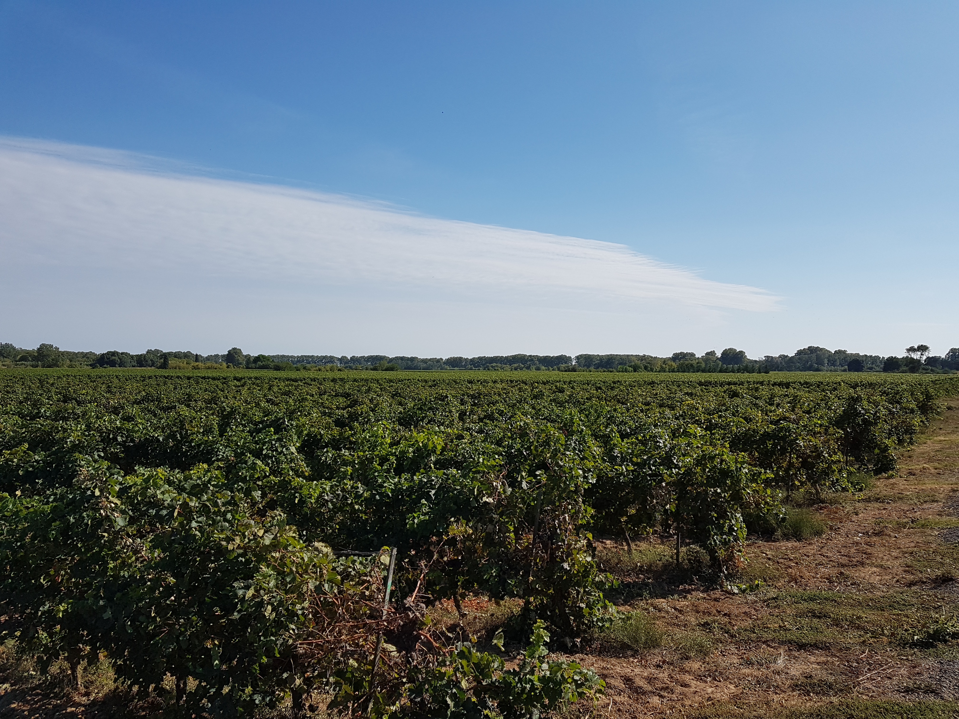 Vignes