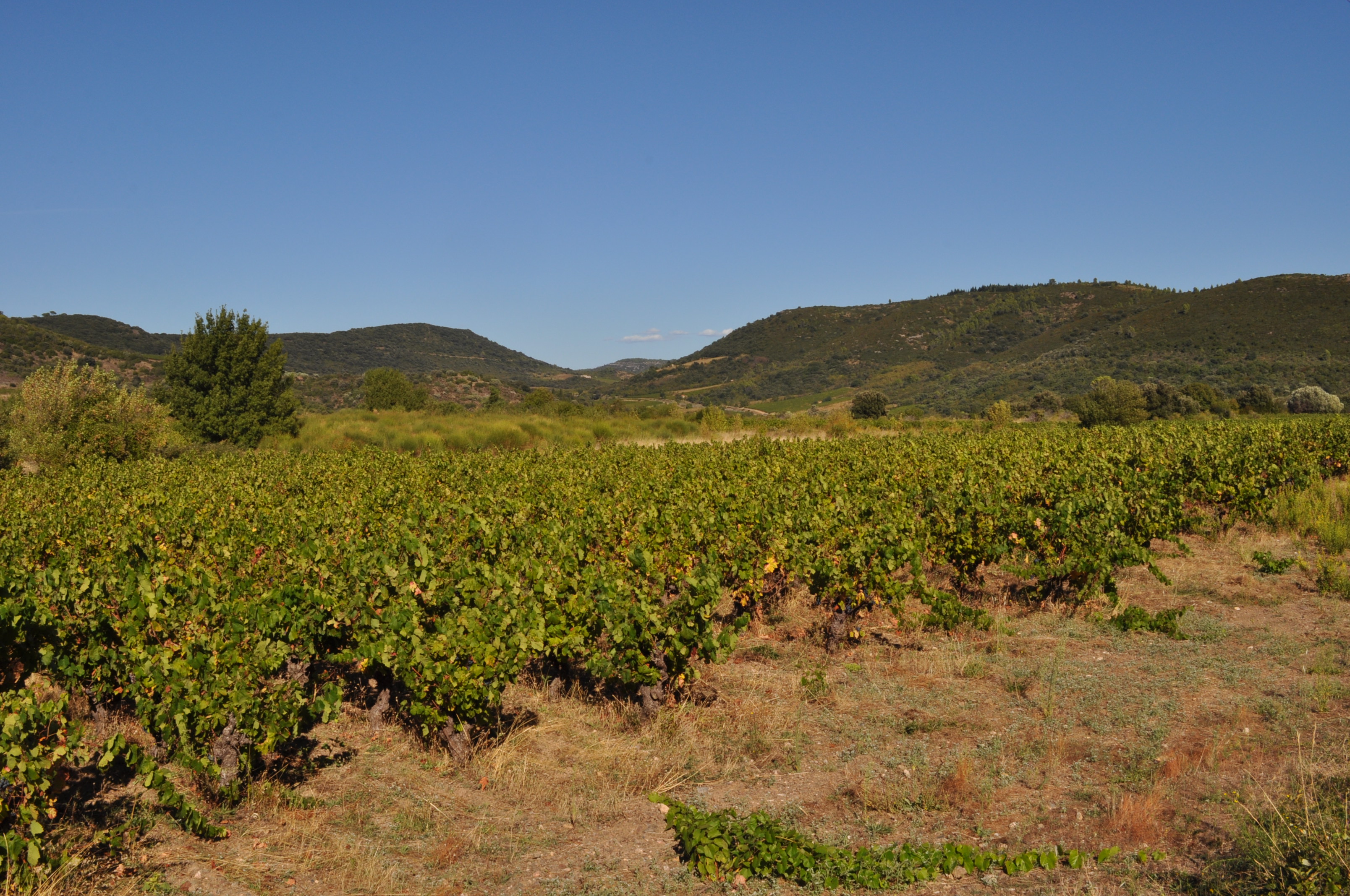 Vignes