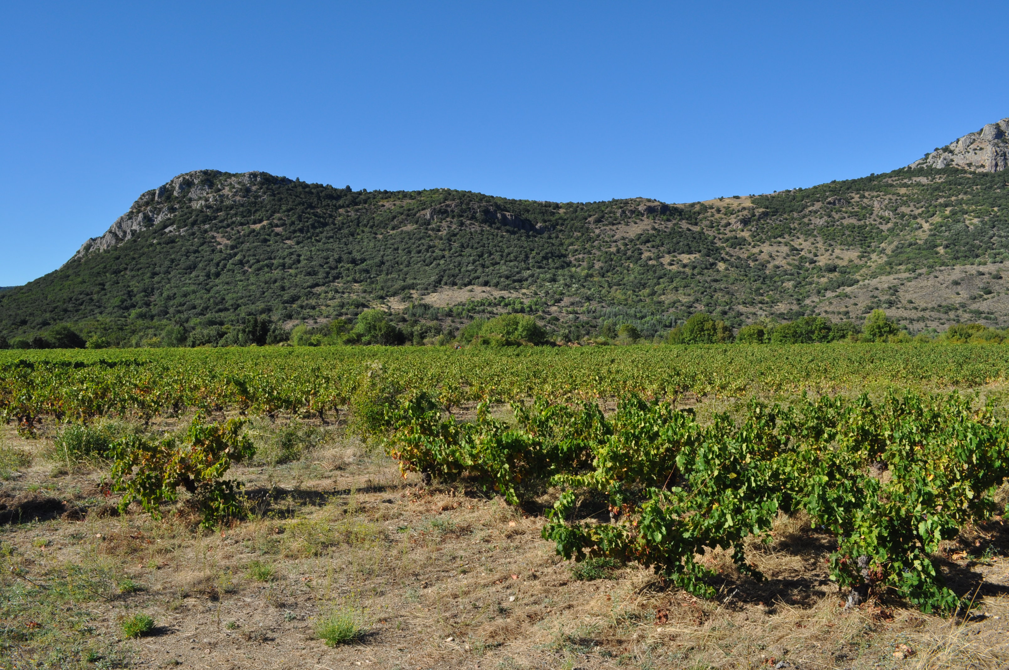 Vignes