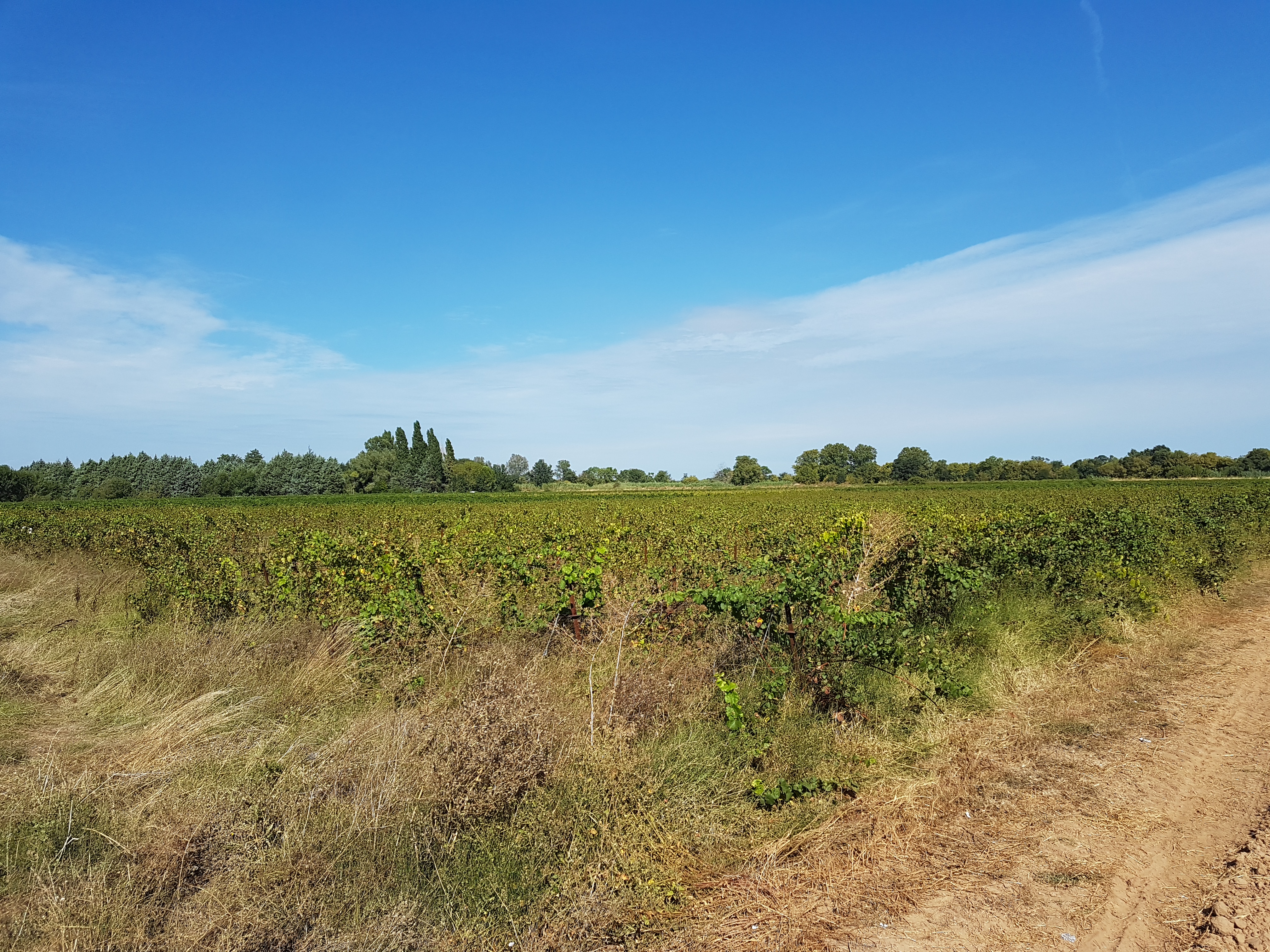 Vignes